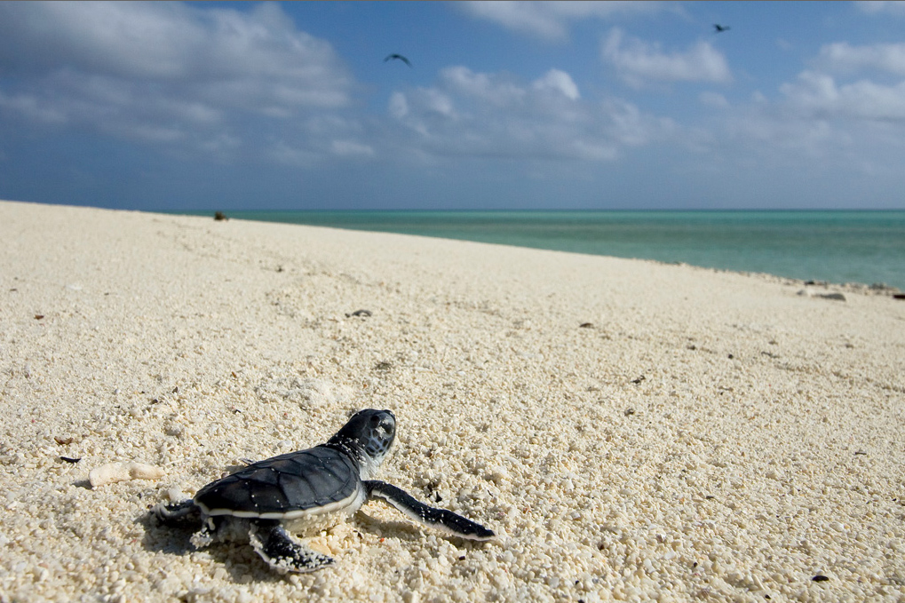 tortues vertes costa rica voyage