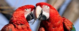 aras perroquet rouge couple costa rica voyage