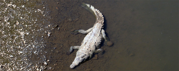 fleuve tarcoles crocodile costa rica