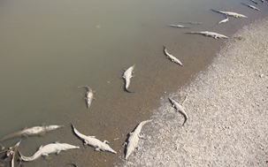 fleuve tarcoles crocodile costa rica