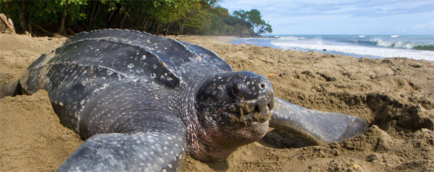 Tamarindo costa rica voyage agence de voyage tortue ponte des oeufs