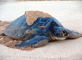 tortues vertes costa rica voyage