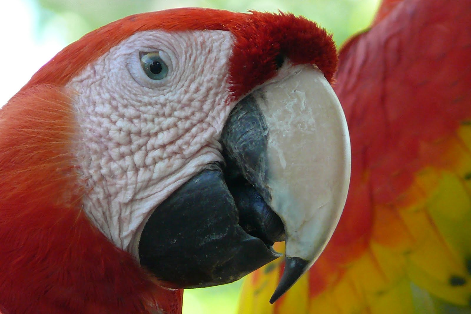 écotourisme au Costa Rica, aras rouge costa rica voyage agence francophone sur mesure