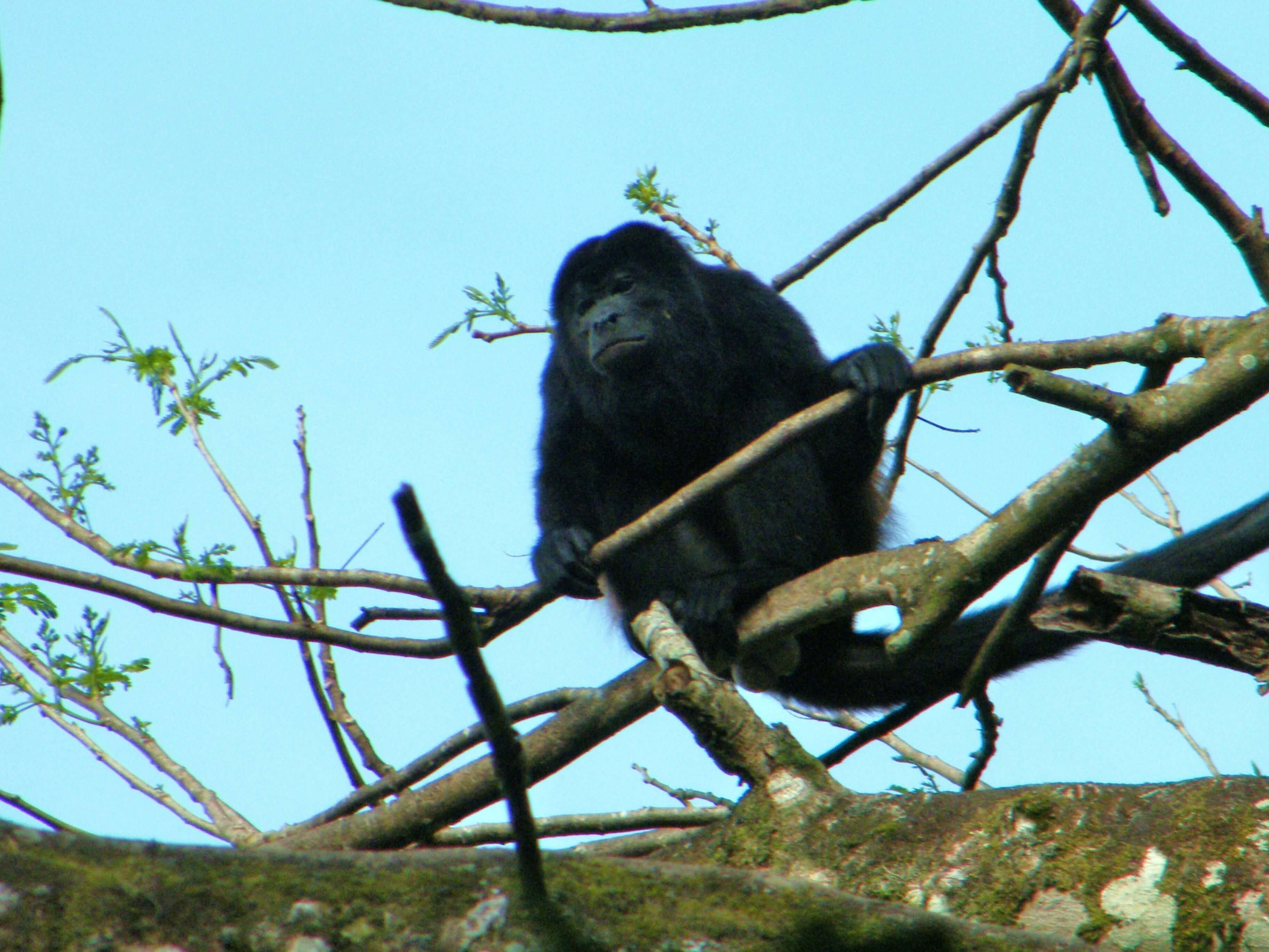 volcans-singe-hurleurs-costa-rica-voyage-tenorio