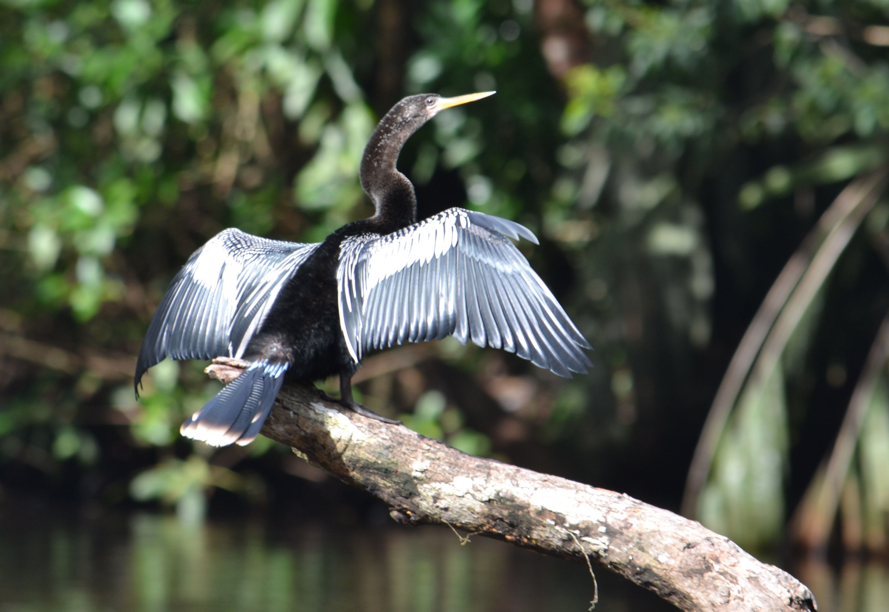 oiseau parc national de palo verde costa rica voyage agence de voyage
