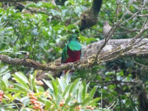 San Gerardo de Dota costa rica voyage agence de voyage quetzal