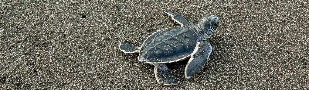 tortues vertes costa rica voyage tortuguero