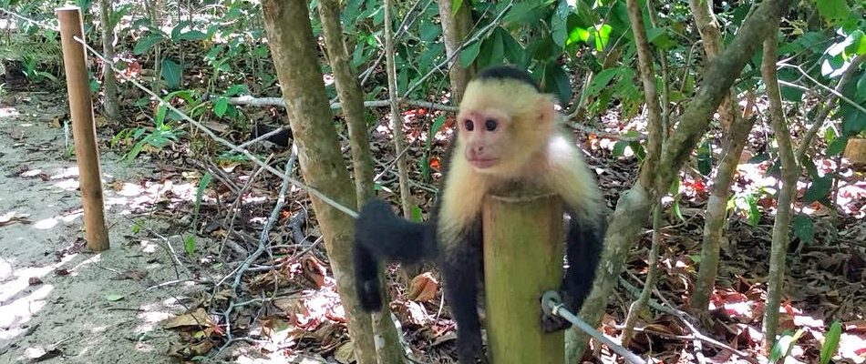 singe capucin manuel antonio quepos costa rica voyage