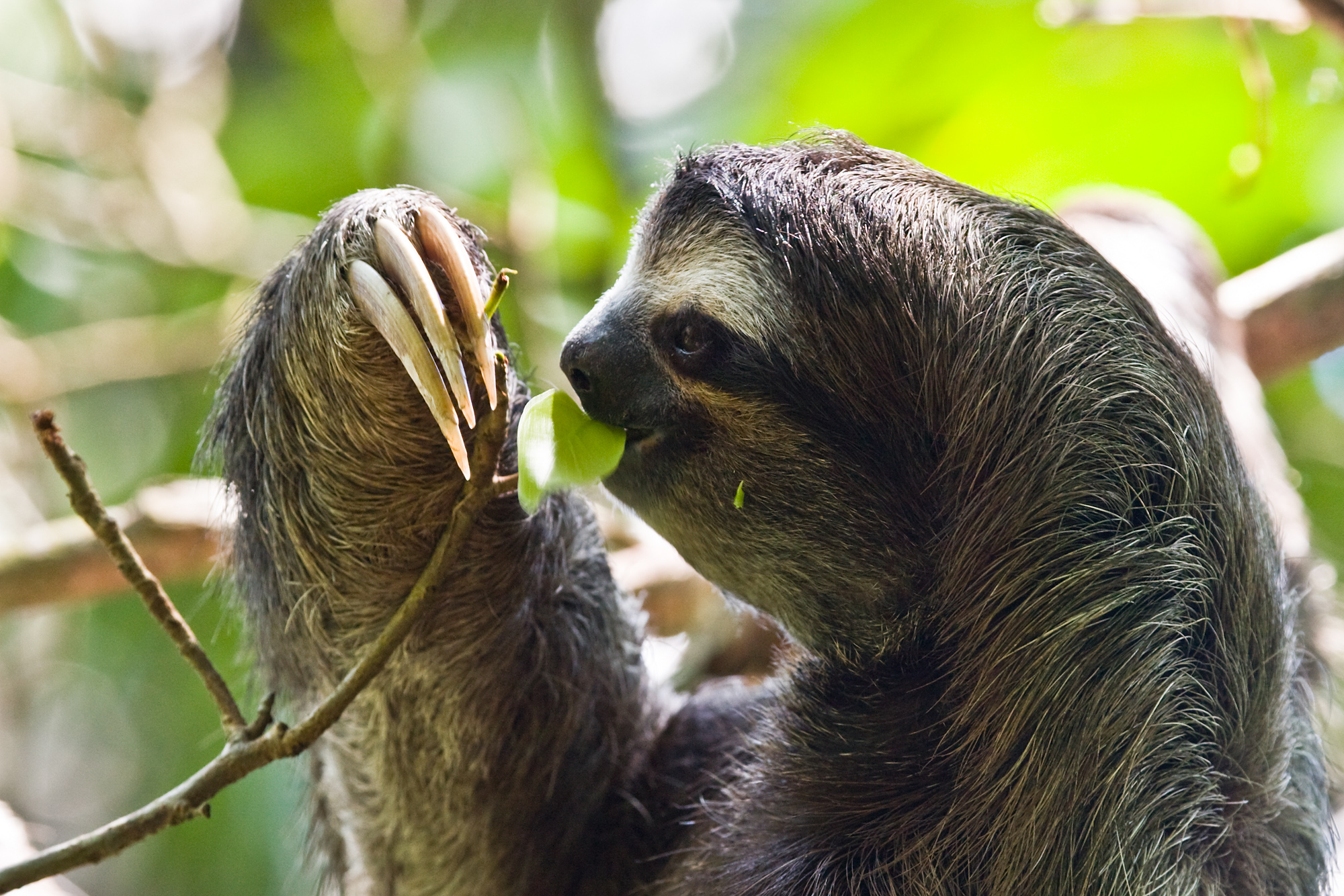 paresseux_costarica