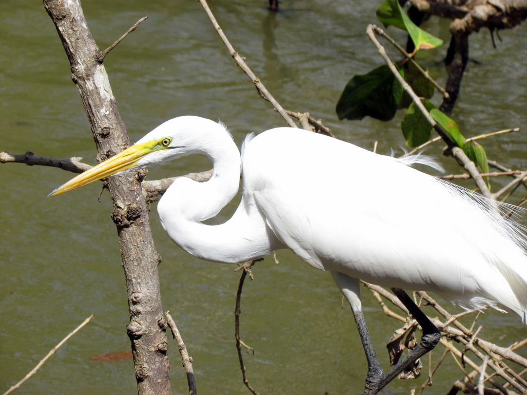 Oiseau de caño negro costa rica voyage