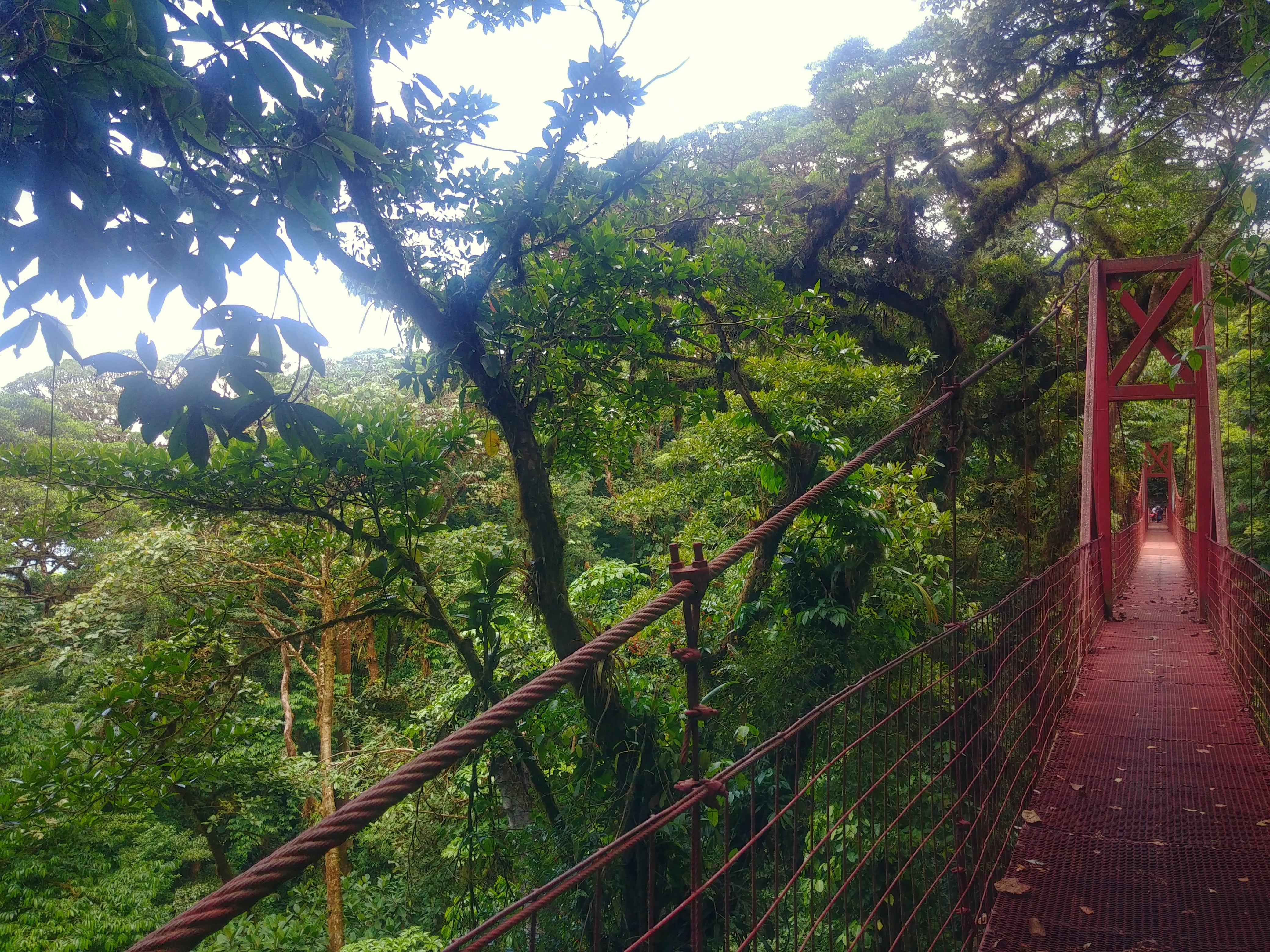 forêts de nuages forêt de nuage costa rica voyage pont suspendu monteverde