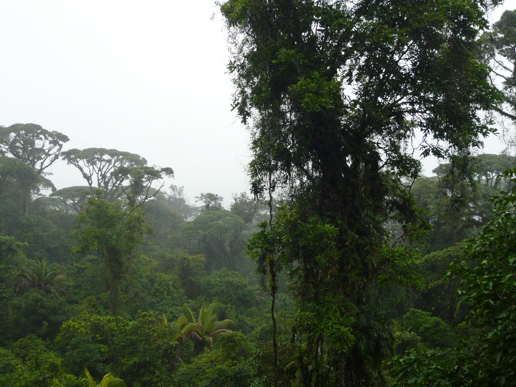 forêts de nuages forêt de nuage costa rica voyage braulio carrillo