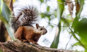 écotourisme au Costa Rica voyage agence francophone sur mesure