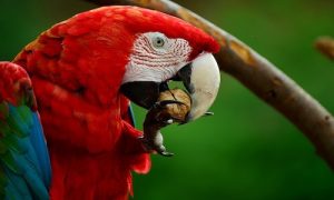 animaux-emblématiques-du-costa-rica-ara-rouge-costa-rica-voyage