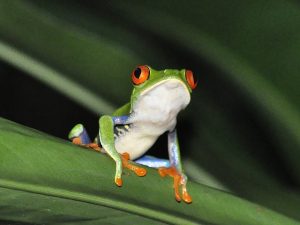 animaux emblématiques du Costa Rica, grenouille aux yeux verts, costa rica voyage, agence francophone, sur mesure