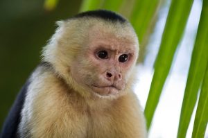 animaux emblématiques du Costa Rica, singes capucins, costa rica voyage, agence francophone, sur mesure