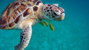 animaux emblématiques du costa rica, tortue marine, costa rica voyage, agence francophone, sur mesure