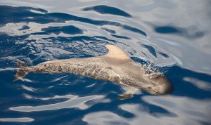baleines au Costa Rica, baleine pilote, costa rica voyage, agence francophone, sur mesure