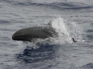 Baleines au Costa Rica, fausse orque, costa rica voyage, agence francophone, sur mesure 