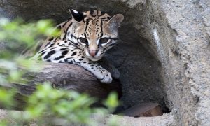 félins au Costa Rica, Ocelot, costa rica voyage, agence francophone, sur mesure