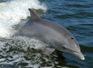 Baleines au Costa Rica, dauphins, costa rica voyage, agence francophone, sur mesure