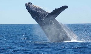 baleines, baleines au costa rica, félins au Costa Rica, Oncille, costa rica voyage, agence francophone, sur mesure