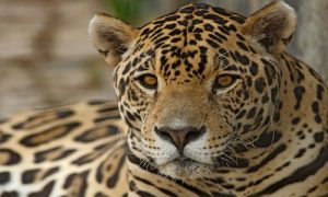 félin, jaguar, costa rica voyage, agence francophone, sur mesure