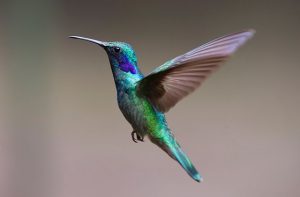 oiseaux, colibri, costa rica voyage, agence francophone, sur mesure