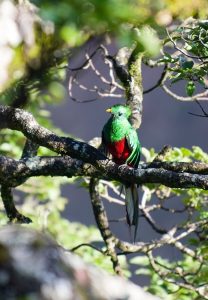 oiseaux, quetzal, costa rica voyage, agence francophone, sur mesure