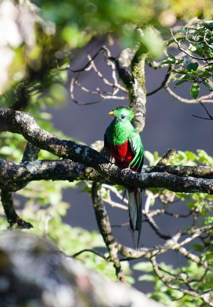 Découvrez les oiseaux exotiques que l'on retrouve au Costa Rica — free download