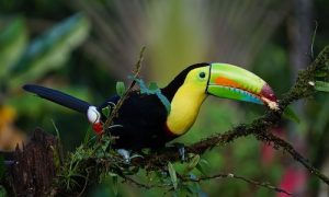 oiseux, toucan, costa rica voyage, agence francophone, sur mesure