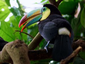 oiseaux, toucan, costa rica voyage, agence francophone, sur mesure