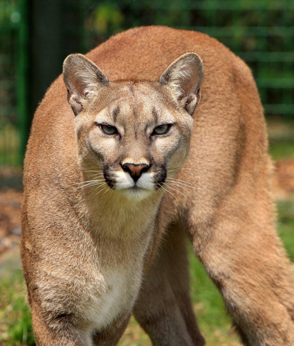 puma in costa rica