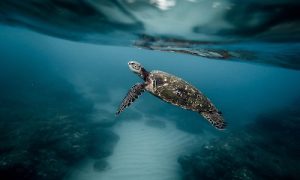 protection des tortues de tortuguero, tortue marine, costa rica voyage, agence francophone, sur mesure