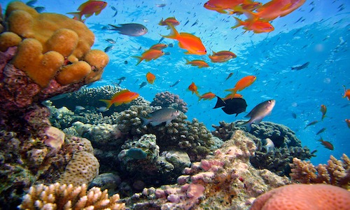 récifs coraliens du Costa Rica, costa Rica Voyage, voyage au Costa Rica, séjour au Costa Rica, Voyage sur mesure
