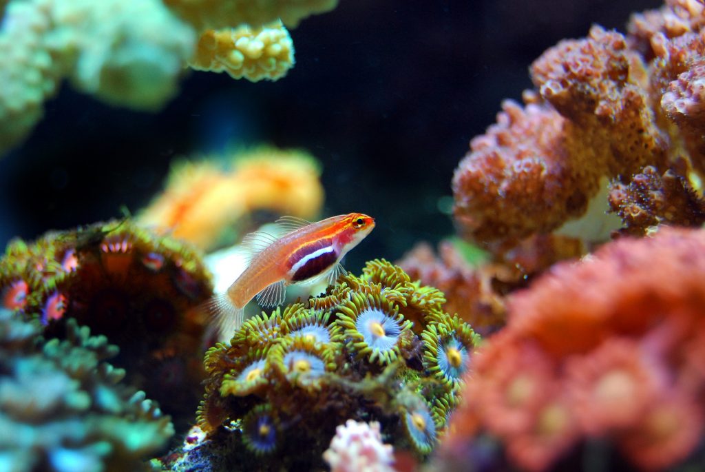biodiversité, réciif corallien , Costa Rica Voyage, Voyage sur mesure