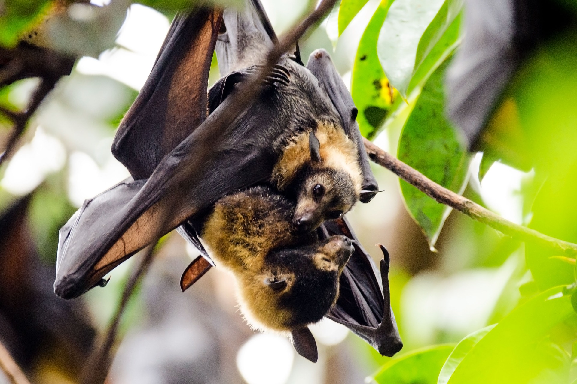 Les chauves-souris sont nos alliées, protégeons-les !