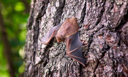 costa rica voyage, voyage sur mesure, chauves-souris