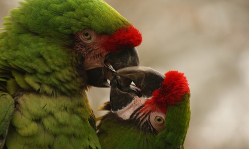 protéger l'ara buffon, ara couple, voyage sur mesure, costa rica voyage