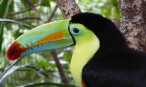 préparer votre voyage au costa rica, toucan , costa rica voyages