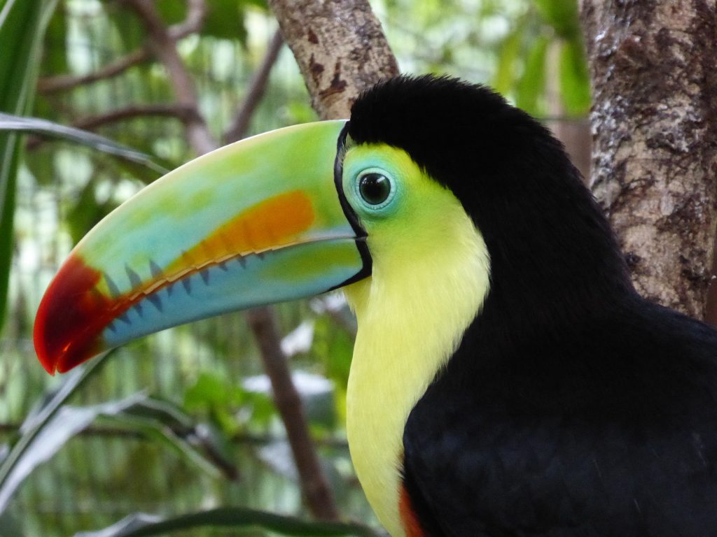 préparer votre voyage au costa rica, toucan , costa rica voyages, sur-mesure