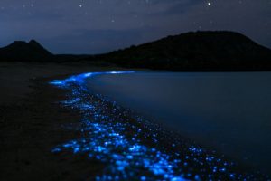 bioluminescence, costa rica voyage
