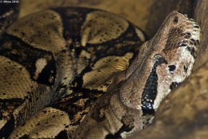 serpents venimeux du Costa Rica, boa constricteur, costa rica voyage, agence francophone, sur mesure
