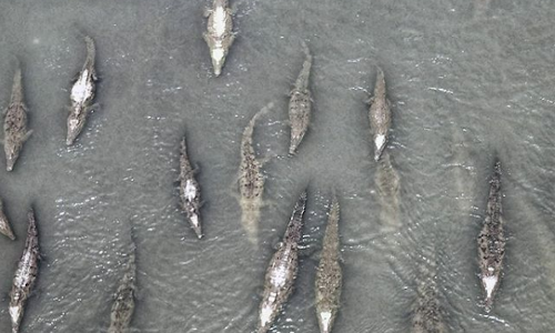 pont tarcoles, crocodiles, costa rica voyage, agence de voyage francophone, sur mesure