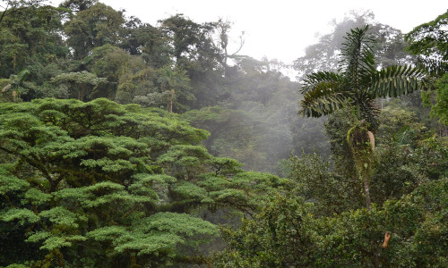 forêts, jungle, costa rica voyage, agence de voyage francophone, sur mesure