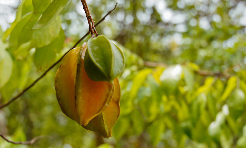 fruits typiques, carambole, costa rica voyage, agence francophone, sur mesure