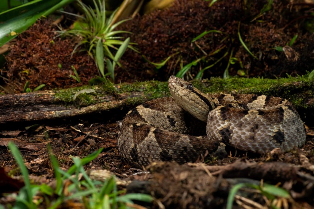 serpents venimeux du Costa Rica, mano de piedra, costa rica voyage, agence francophone, sur mesure