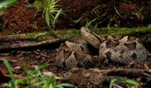 serpents venimeux du costa rica, mano de piedra, costa rica voyage, agence francophone, sur mesure