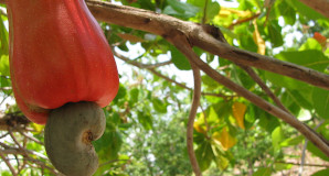 fruits incontournables au Costa Rica, pomme cajou, costa rica voyage, agence francophone, sur mesure