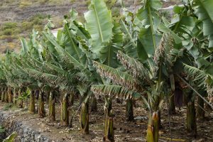 plantation bananes, bananier, costa rica voyage, agence de voyage francophone, sur mesure